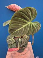 Philodendron El Choco Red XXL p17 (2)