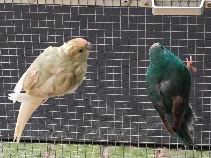 Kakarikie, koppel 2025, Dieren en Toebehoren, Vogels | Parkieten en Papegaaien, Parkiet, Meerdere dieren, Geringd