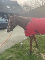 Mooie C pony, Dieren en Toebehoren, Pony's, Ruin, A pony (tot 1.17m), 0 tot 2 jaar