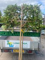 Lei bomen groen blijvende, Ophalen of Verzenden, Halfschaduw, Leiboom
