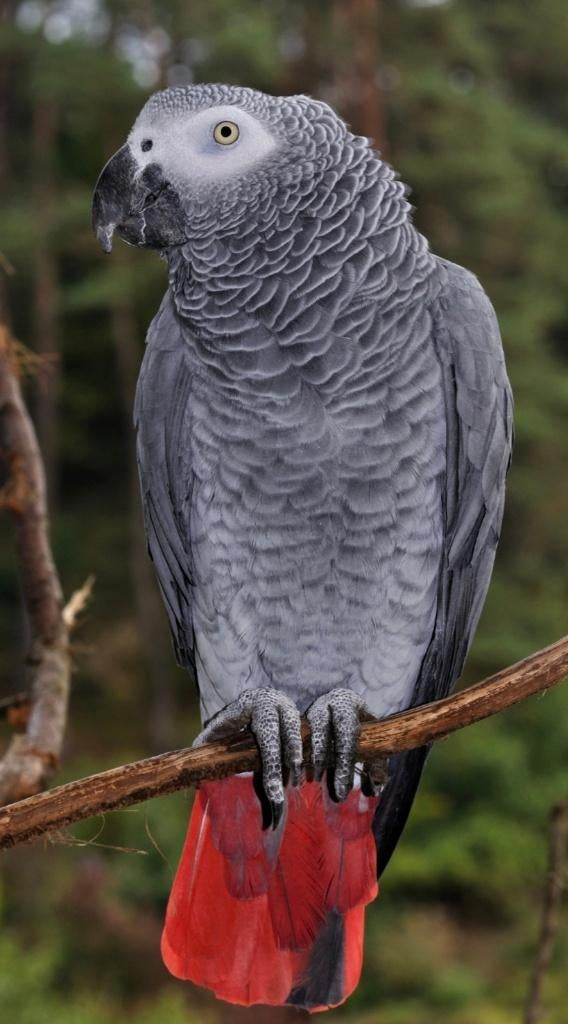 Gezocht.  Grijze roodstaart man, Mannelijk, Papegaai, Geringd