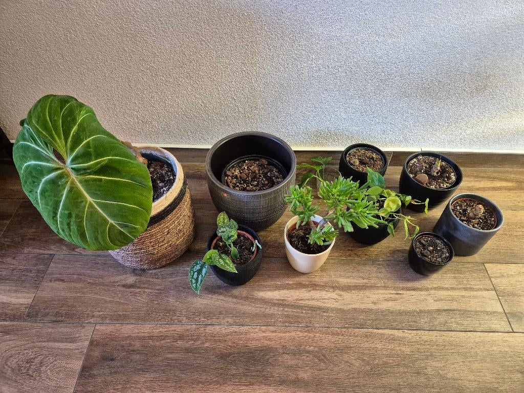 Veel bijzondere kamerplanten, Huis en Inrichting, Kamerplanten, Overige soorten, Minder dan 100 cm, Halfschaduw, Ophalen