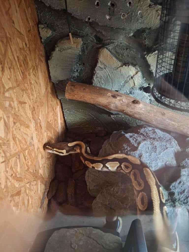 Python tekoop 110 cm, Dieren en Toebehoren, Slang, Met terrarium, 3 tot 6 jaar