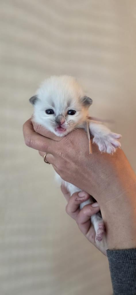 Lieve ragdoll kittens ** verhuizen 1 juni **, Meerdere dieren, Gechipt