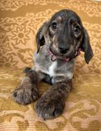 ZACHTAARDIGE, MENSGERICHTE, PUPS, MIDDELMAAT, ZOEKEN THUIS, Particulier, 15 weken tot 1 jaar, Buitenland, Parvo