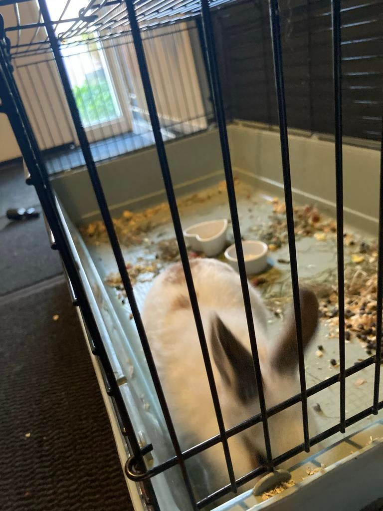 Gratis ophalen dwerg konijntje, Dieren en Toebehoren, Konijnen, Vrouwelijk, Dwerg, 0 tot 2 jaar