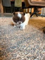 Pomeriaan puppy’s, Dieren en Toebehoren, Parvo, België, Particulier, Keeshond