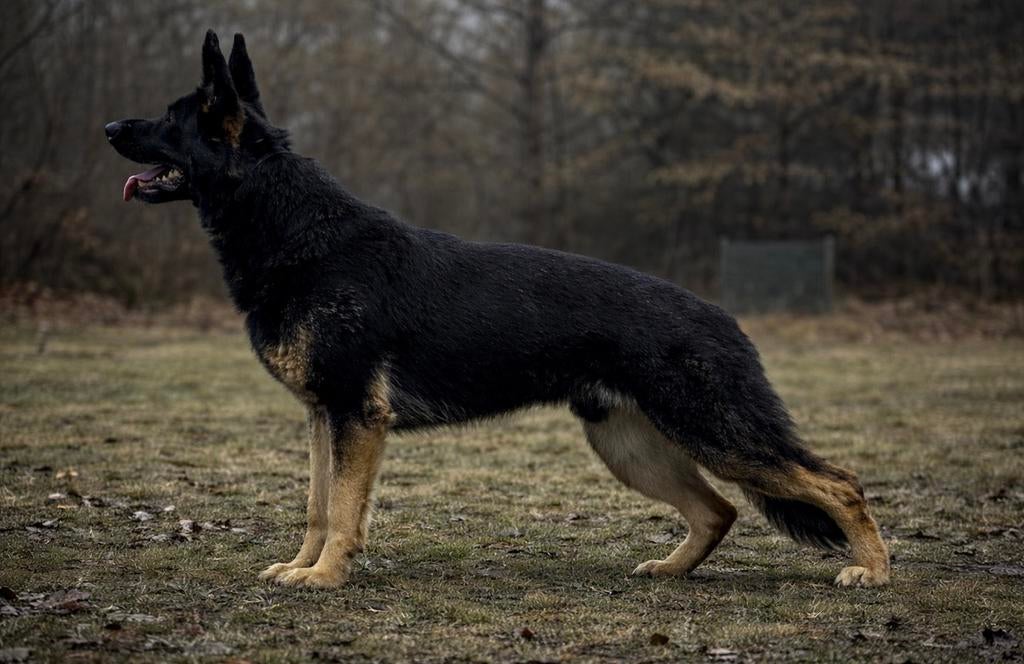 Duitse herder Tsjechische werklijn dekreu, Dieren en Toebehoren, Honden | Dekreuen, Particulier, Rabiës (hondsdolheid), Reu, 1 tot 2 jaar