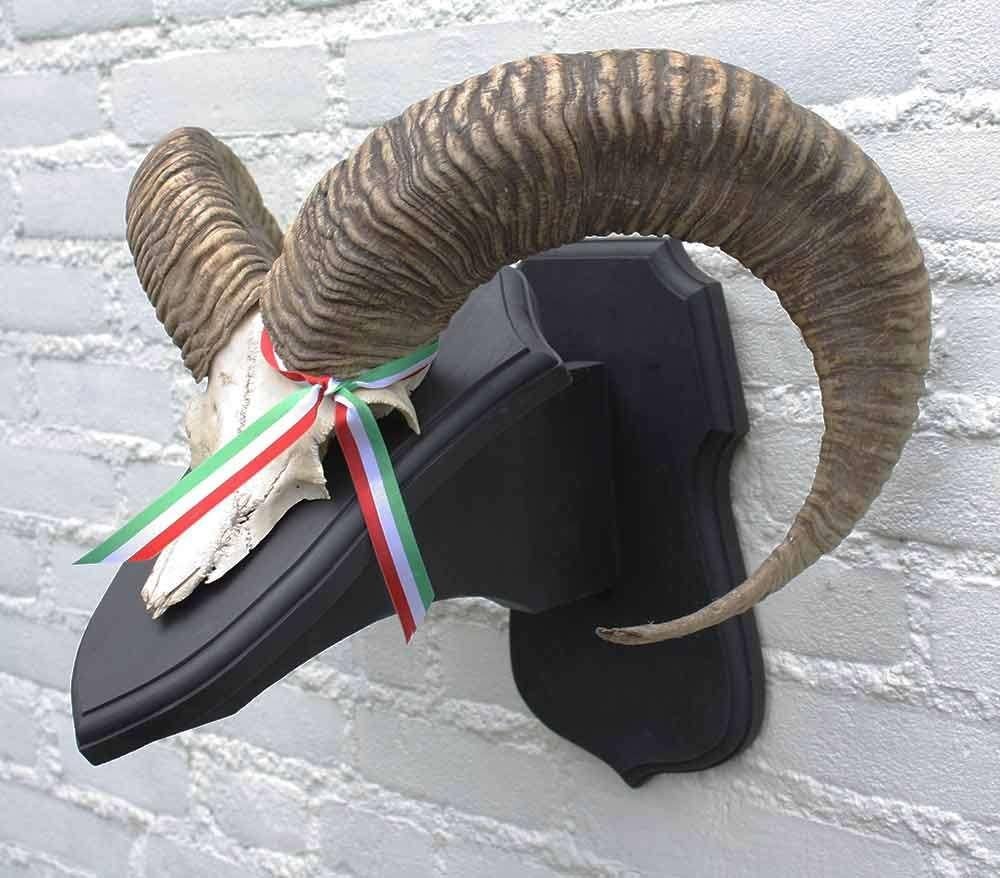 Schedel middelgrote MOEFLON RAM op dubbel eikenhouten schild, Ophalen of Verzenden, Gebruikt, Wild dier, Schedel