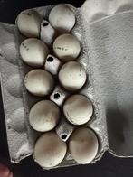 Broedeieren loopeend, Dieren en Toebehoren, Pluimvee, Geslacht onbekend, Eend