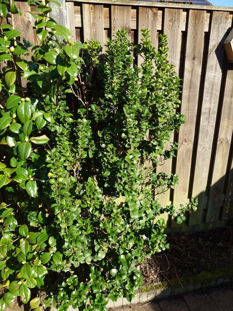 Japanse Hulst 170cm, Tuin en Terras, Ophalen of Verzenden, Hulst, Haag, 100 tot 250 cm