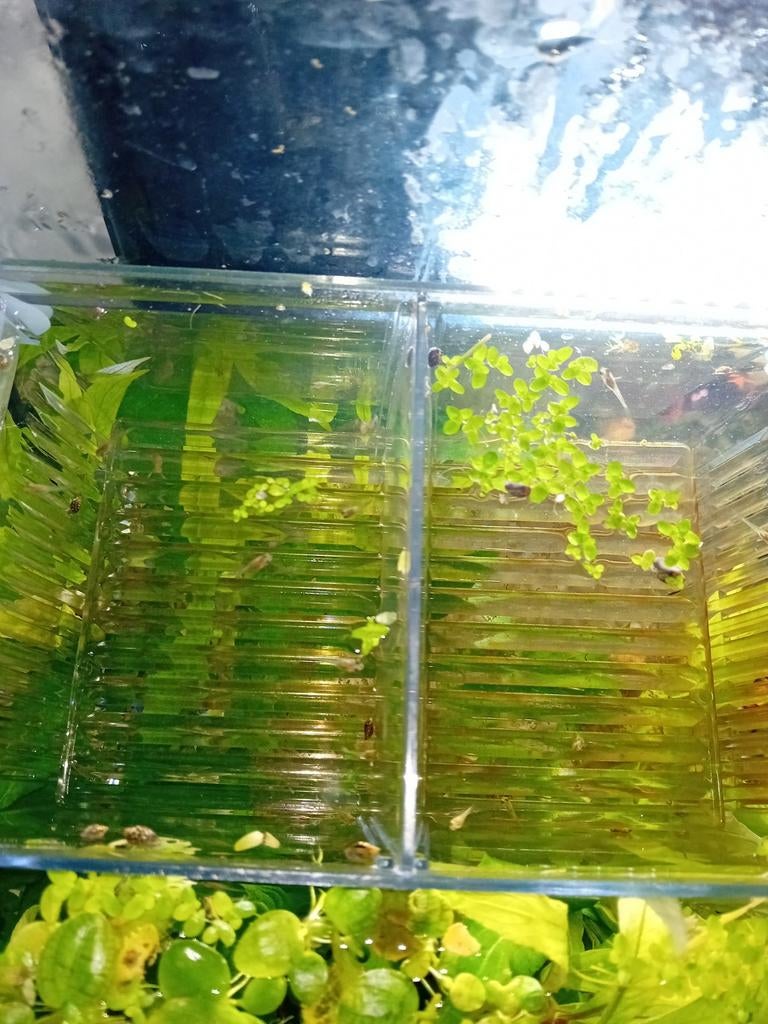 Jonge guppies, Dieren en Toebehoren, Vissen | Aquariumvissen, Vis