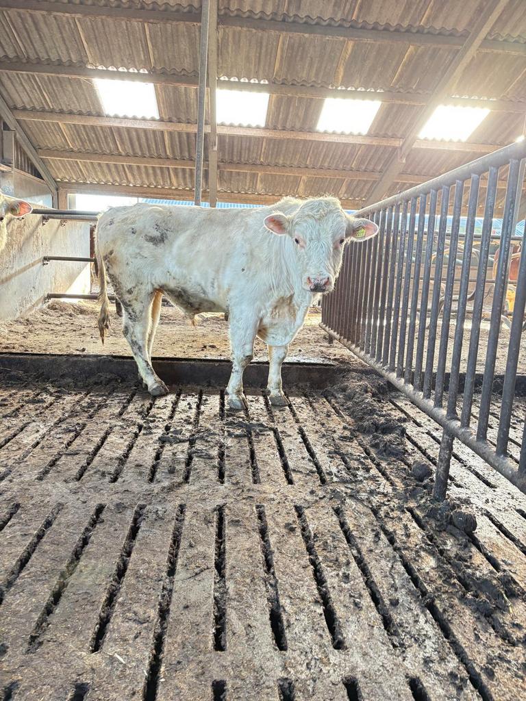 2 lakenvelders en witte blauwe dekstier, Dieren en Toebehoren, Runderen, Vrouwelijk, 0 tot 2 jaar