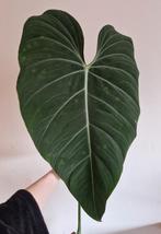 Philodendron Glorious XXL stek, Ophalen of Verzenden, Halfschaduw, Minder dan 100 cm