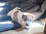 Te reserveren .. jack russel pup s, Parvo, Jack Russell Terriër, 8 tot 15 weken, Meerdere