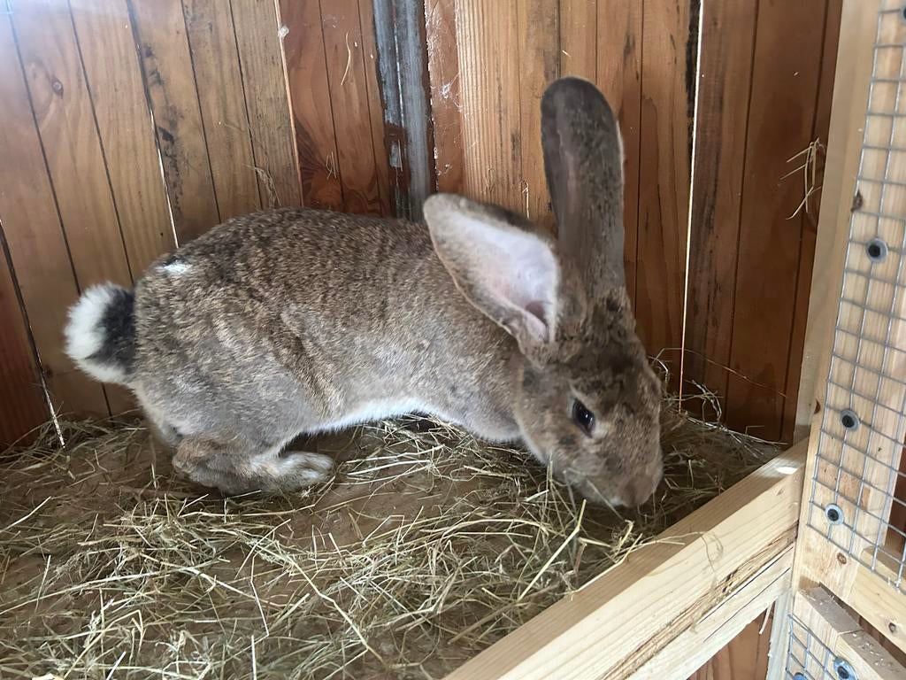 Duiste reus vlaamse reus konijnen, Dieren en Toebehoren, Konijnen, Geslacht onbekend, Groot, 0 tot 2 jaar