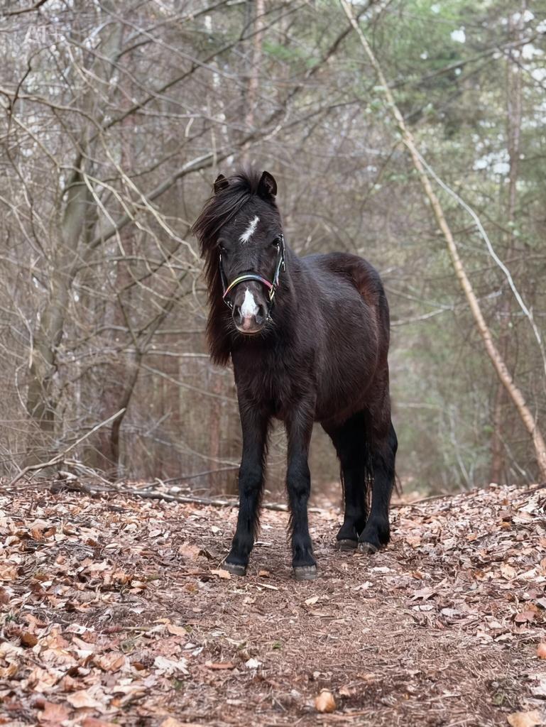 Stalling gezocht voor sociale ruin, Dieren en Toebehoren, Stalling en Weidegang, Weidegang