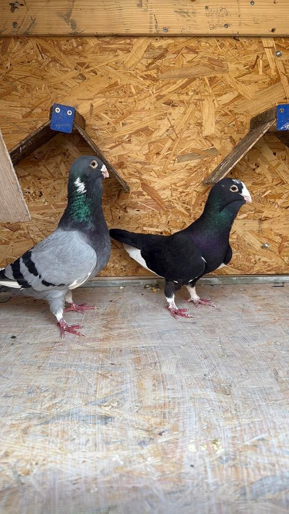 Mooie turkse koppel wam duiven te koop, Dieren en Toebehoren, Vogels | Duiven, Meerdere dieren, Overige soorten