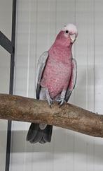 1-0 Rose kaketoe, Dieren en Toebehoren, Mannelijk, Papegaai, Geringd