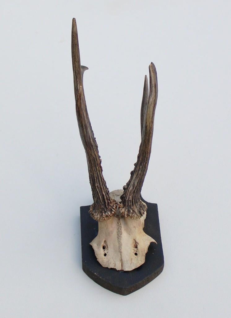 Antiek abnorm zesender REE GEWEI -1927, Ophalen of Verzenden, Gebruikt, Hert, Gewei of Kop