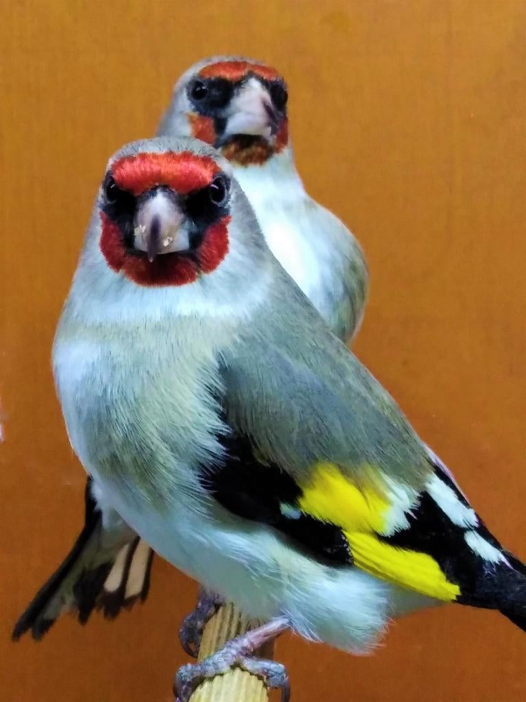 Twee mooie degelijke kooien 120x40x63, Dieren en Toebehoren, Vogels | Hokken en Kooien, Ophalen, Gebruikt, Hout, Vogelkooi