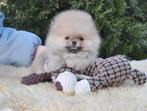 Pomeriaan pup teefje Cream Sable mini – te reserveren, Dieren en Toebehoren, Keeshond, 8 tot 15 weken, Buitenland, Teef