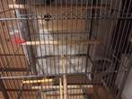 Mooi grote vogelkooi hoogte 1.55 breedte 52 cm diepte 52 cm, Dieren en Toebehoren, Ophalen of Verzenden, Zo goed als nieuw, Metaal