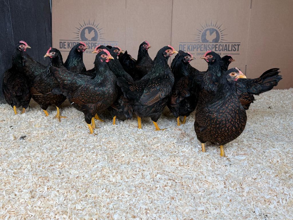 Jonge Barnevelder kriel bruin gezoomd gesekst & ingeënt, Dieren en Toebehoren, Pluimvee, Vrouwelijk, Kip