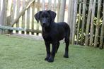 Prachtige Zwarte Labrador pups, Parvo, België, 8 tot 15 weken, Labrador retriever