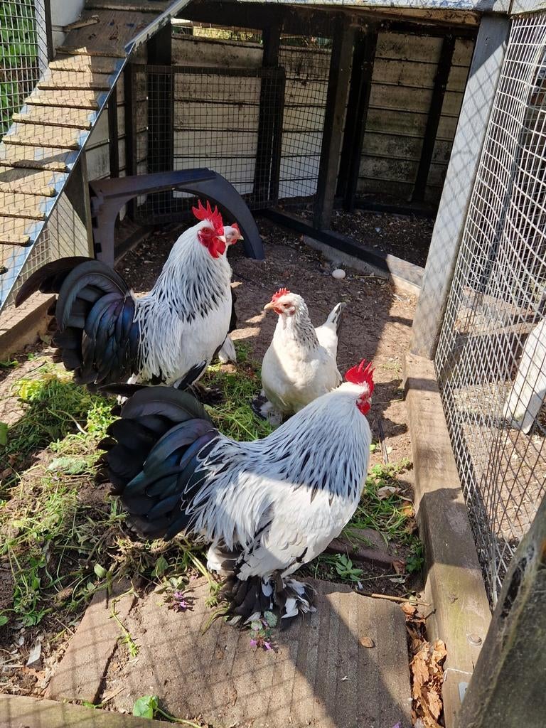 Broedeieren sabelpoot kriel, Geslacht onbekend, Kip