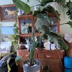 Gratis Strelizia, Ophalen, Halfschaduw, Minder dan 100 cm