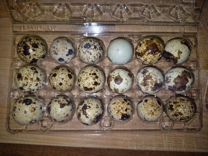 Kwartel eieren, Dieren en Toebehoren, Overige soorten