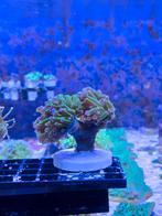 Frammer koraal stekken, Ophalen, Gevuld zeewateraquarium, ., Nieuw