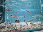 Aulonocara Red Flush Malawi Cichliden, Vis, Zoetwatervis