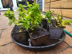 Munt stekjes vanaf €0,50 (10 stuks) kruiden plant moestuin, Overige materialen, Minder dan 30 cm, Minder dan 60 cm, Nieuw