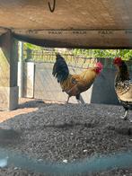 Kriel haan te koop, Dieren en Toebehoren, Pluimvee, Mannelijk, Kip