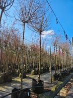 Acer campestre 'nanum' te koop!, Bloeit niet, Halfschaduw, 100 tot 250 cm, Ophalen
