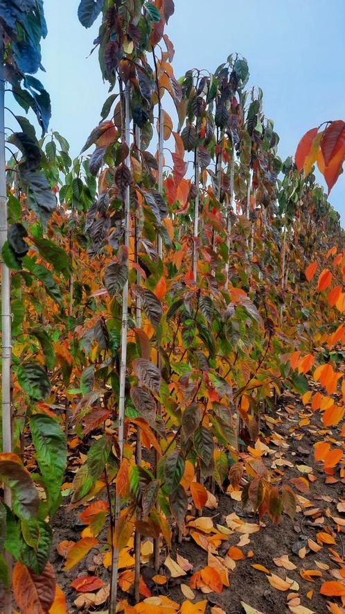 Prunus Amanoga zuilsierkers🌿🍁, Tuin en Terras, Planten | Bomen, Volle zon, Ophalen
