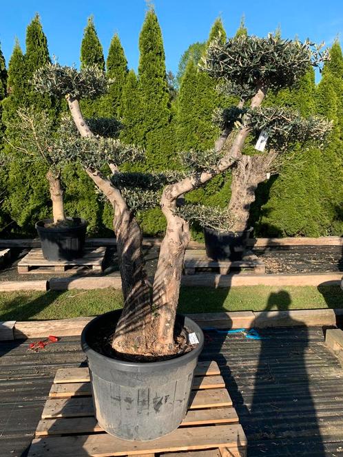 Olijfboom PomPon Zaragoza, Tuin en Terras, Planten | Bomen, Olijfboom, 100 tot 250 cm, Volle zon, Zomer, Ophalen