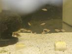 Rasbora emerald 30x, Dieren en Toebehoren, Vis, Zoetwatervis, Schoolvis