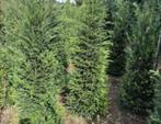 taxus Baccata kluitgoed, Ophalen, Taxus, Minder dan 100 cm