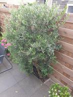 Olijf boom vaste plant 170 cm +, Ophalen