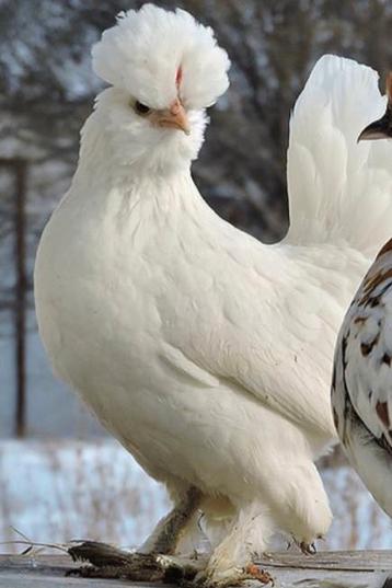 ALTAI BANTAMCA KRIEL  HENNETJES en sabelpootkriel hennetjes  beschikbaar voor biedingen