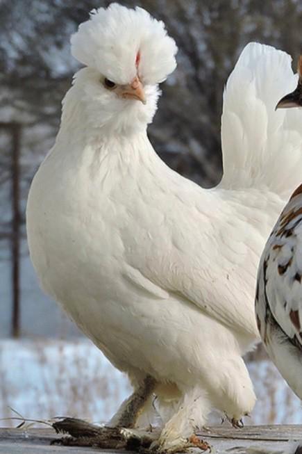 ALTAI BANTAMCA KRIEL  HENNETJES en sabelpootkriel hennetjes, Dieren en Toebehoren, Pluimvee, Kip