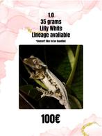 1.0 tricolor lilly white, Dieren en Toebehoren, Reptielen en Amfibieën, Hagedis, 0 tot 2 jaar