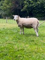 Dekram, Dieren en Toebehoren, Schapen, Geiten en Varkens, Mannelijk, Schaap