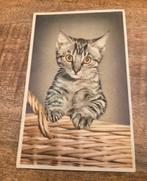 Grijze kitten kijkt over de rand van een mand, Verzenden, 1940 tot 1960, Gelopen, Hond of Kat
