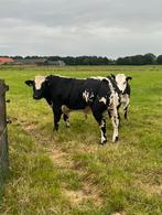 streeprug dikbilstieren te huur + mini 1e snede balen 2024, Dieren en Toebehoren, Runderen, Meerdere dieren