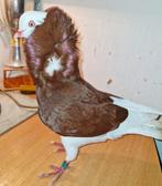 Te koop Oud Hollandse kapucijn duif rood (2025), Dieren en Toebehoren, Vogels | Duiven, Mannelijk, Overige soorten