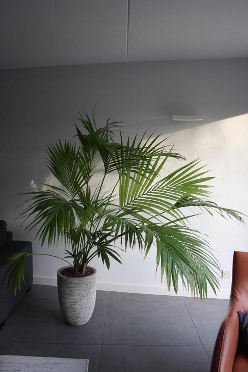 Grote Hydrocultuur Kentia Palm met grote keramieken pot, Huis en Inrichting, Kamerplanten, Palm, Minder dan 100 cm, Ophalen